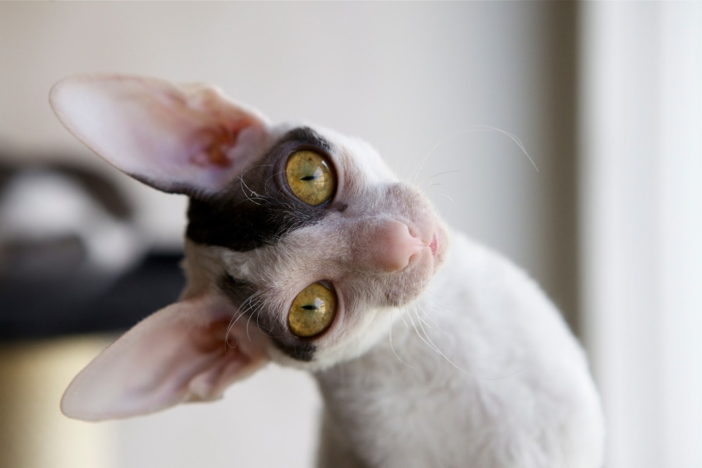 Странные ушастые коты