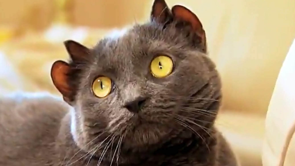 Коты с четырьмя ушами