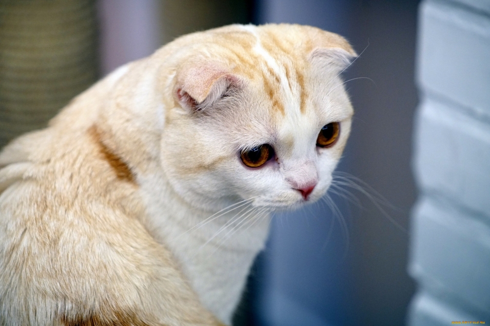 Скоттиш фолд уши