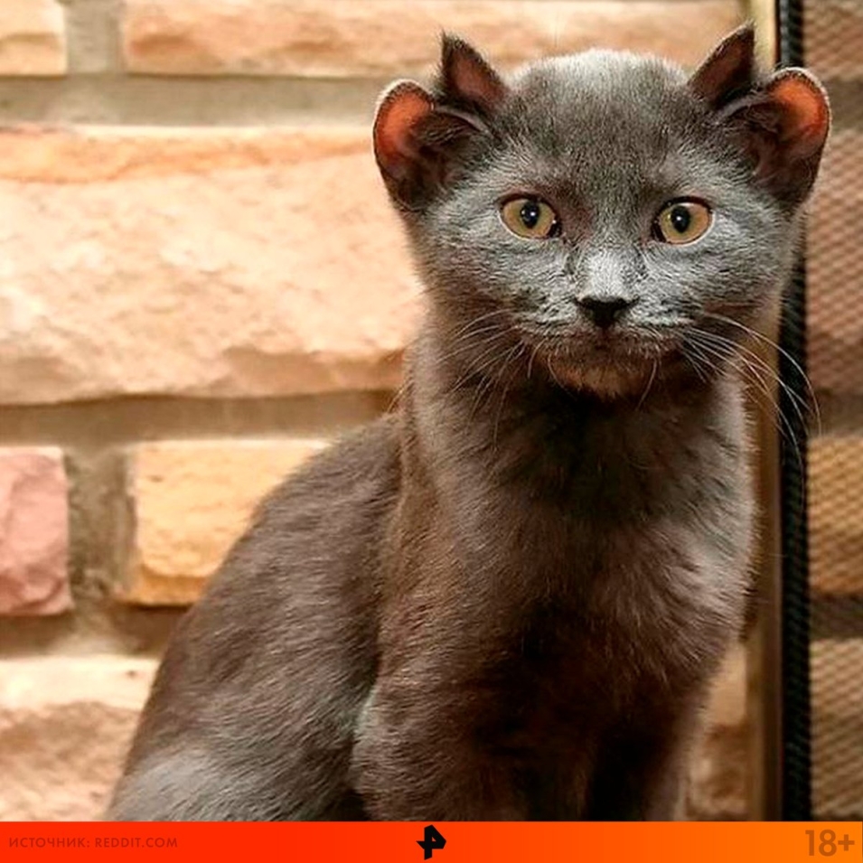 Кот йода с 4 ушами