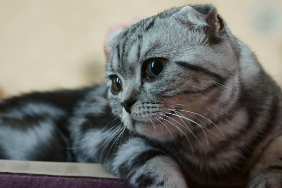 Шотландская кошка скоттиш фолд