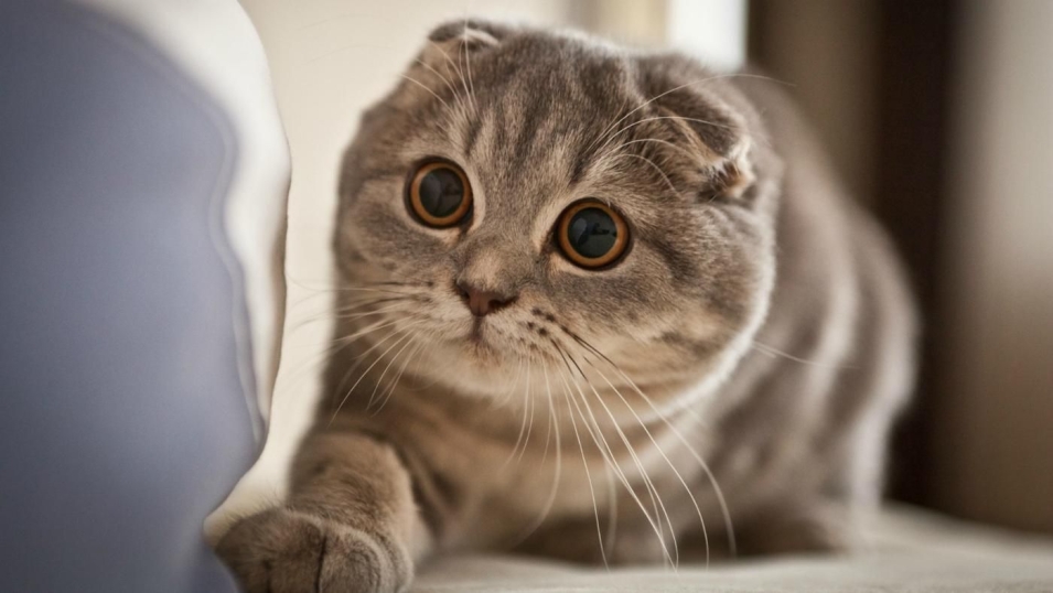Шотландский вислоухий кот скоттиш фолд