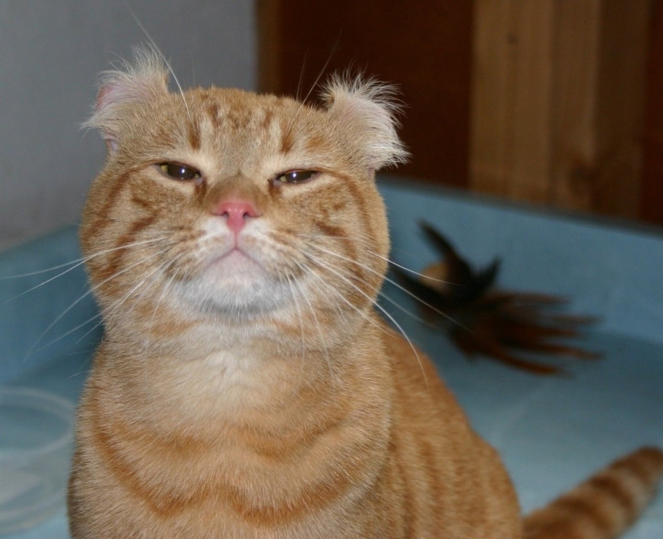 Американский кёрл котенок рыжий