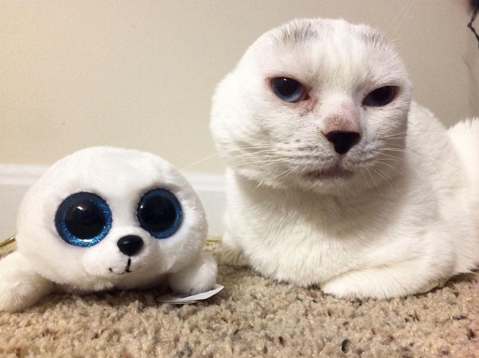 Кот без ушей