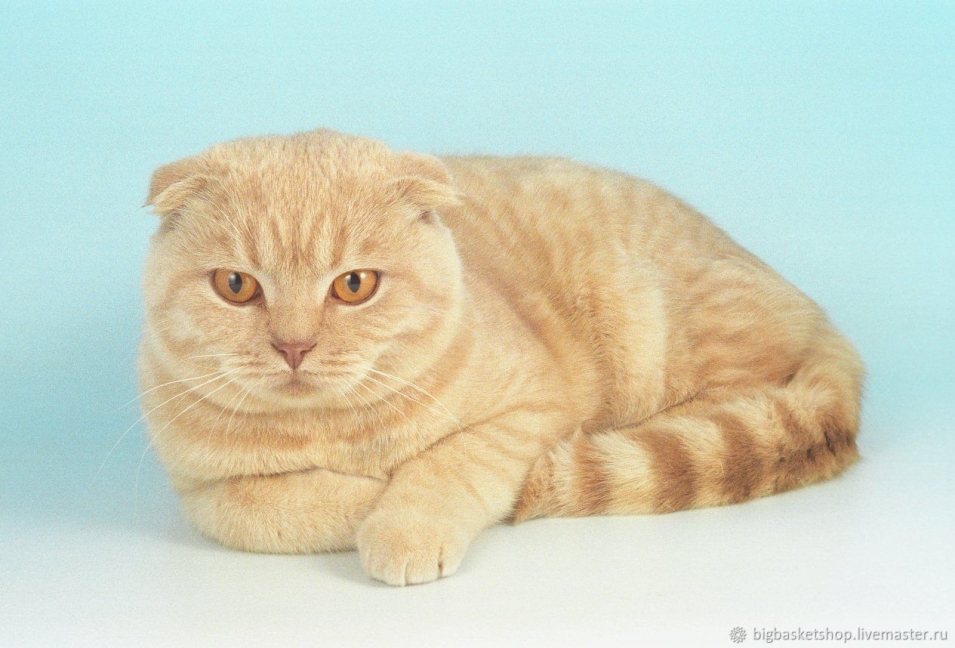 Шотландская вислоухая кошка