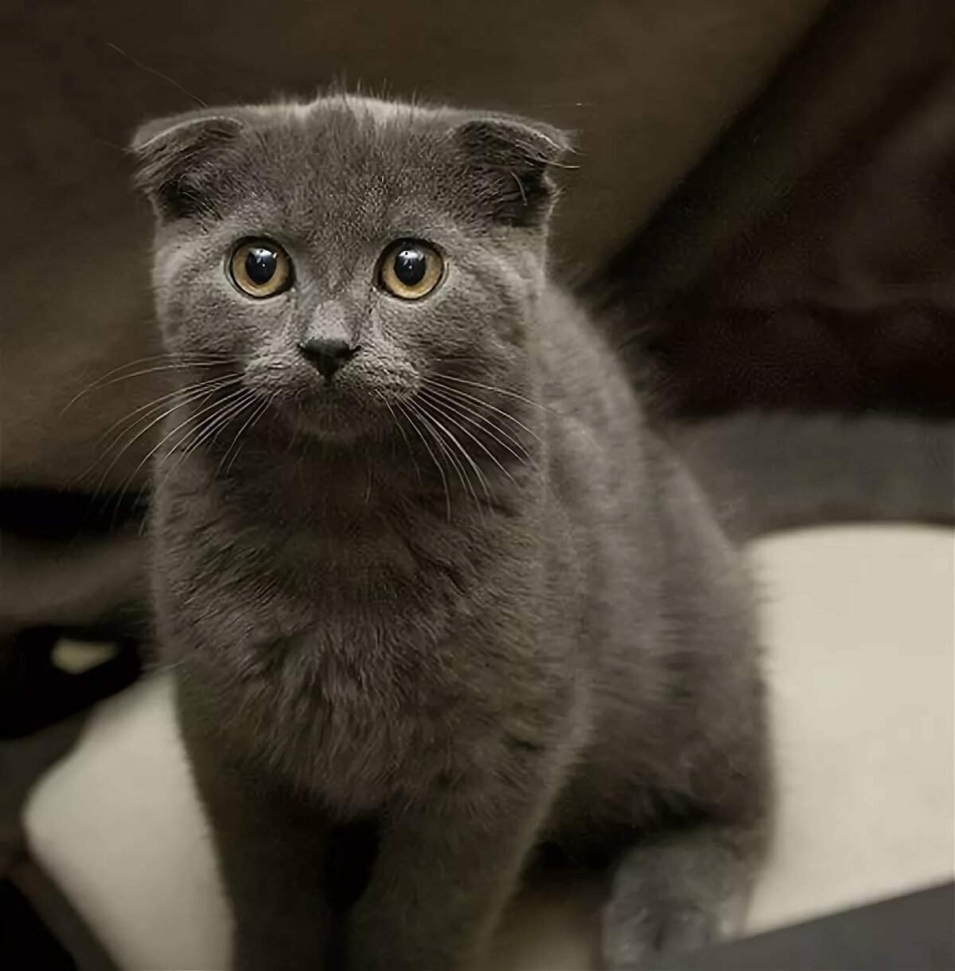 Шотландская вислоухая кошка