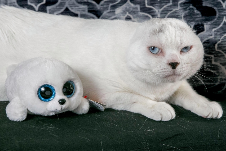 Кошки с маленькими ушками