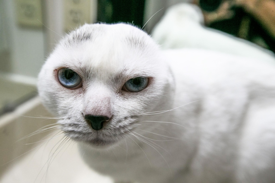 Кот без ушей