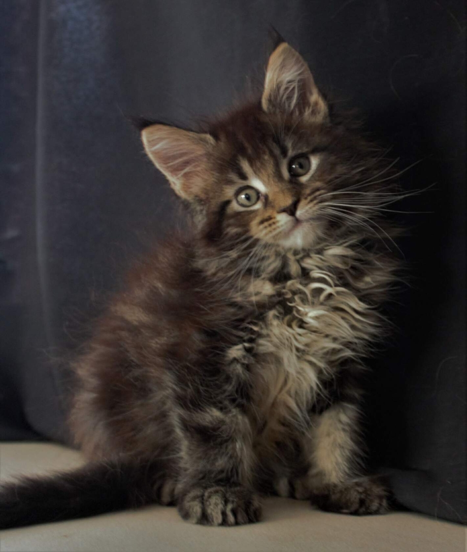 Мейн кун котята короткошерстные