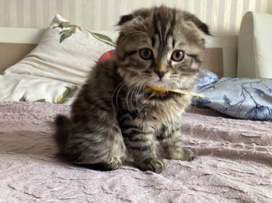Шотландская кошка прямоухая трехцветная