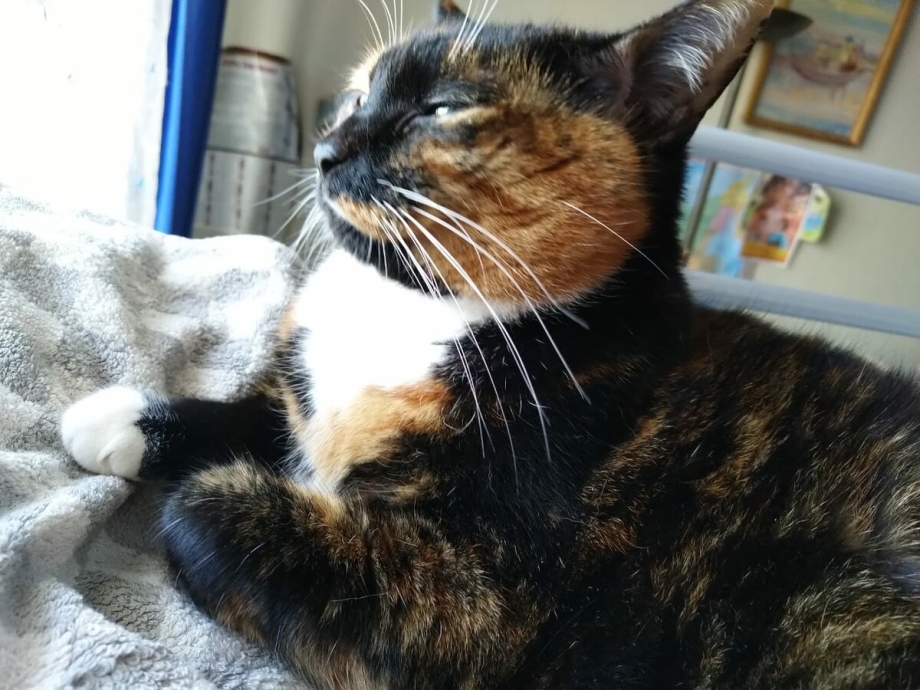 Котята Мейн кун