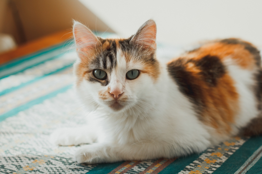 Трёхцветная кошка с голубыми глазами