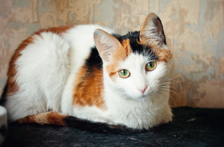 Трехшерстная кошка