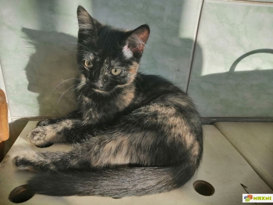 Кошечки сильвии