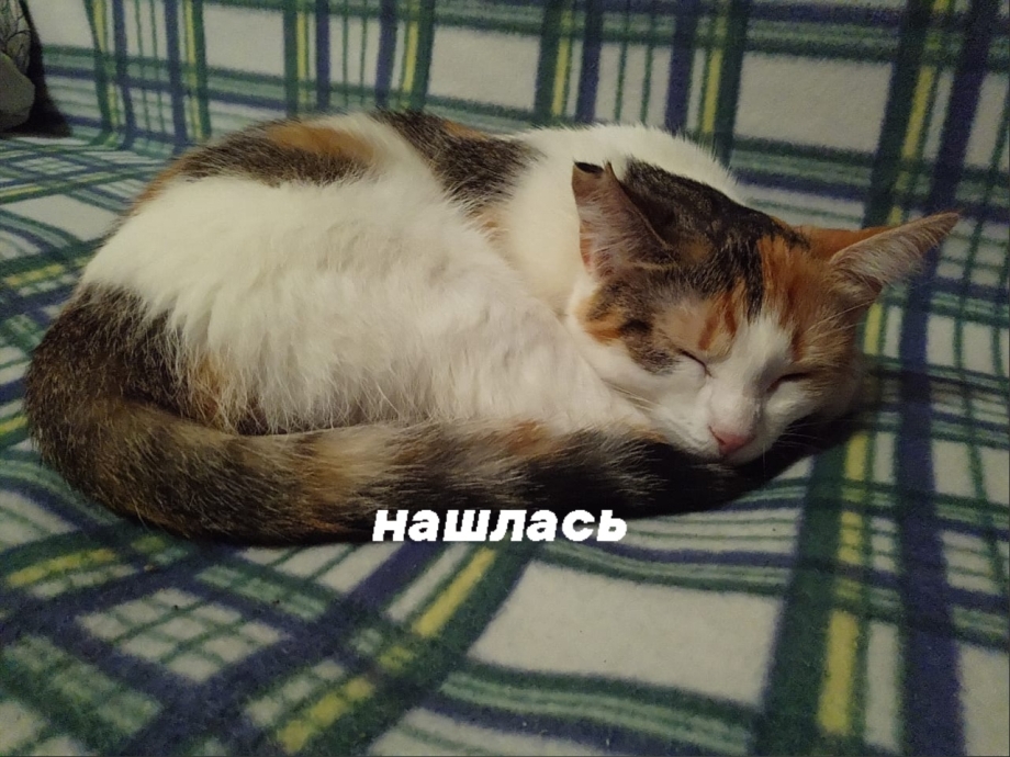 Муська кошка трехцветная