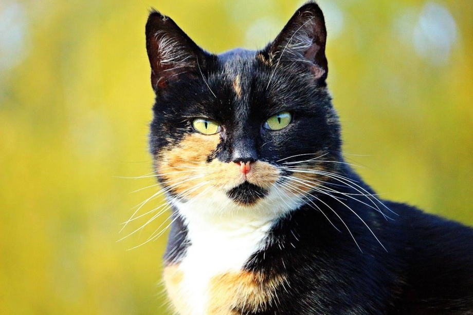 3 Цветная кошка