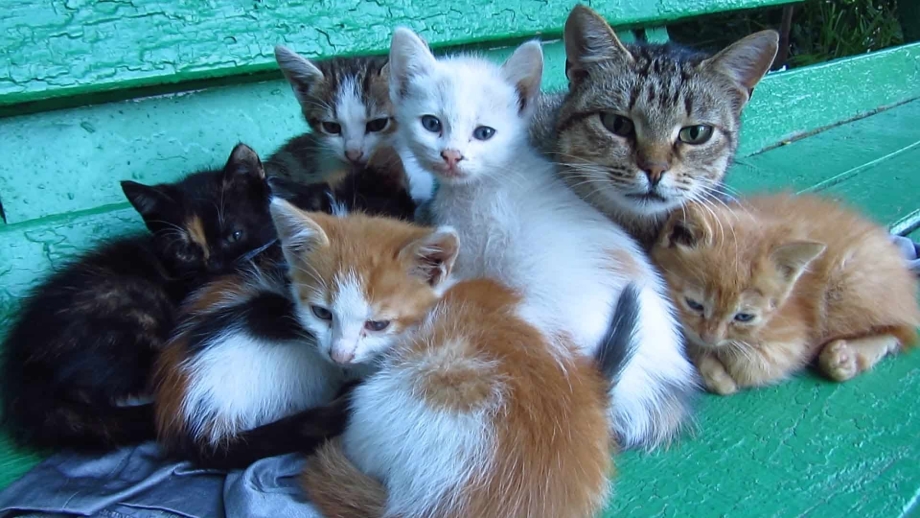 Разноцветные котята