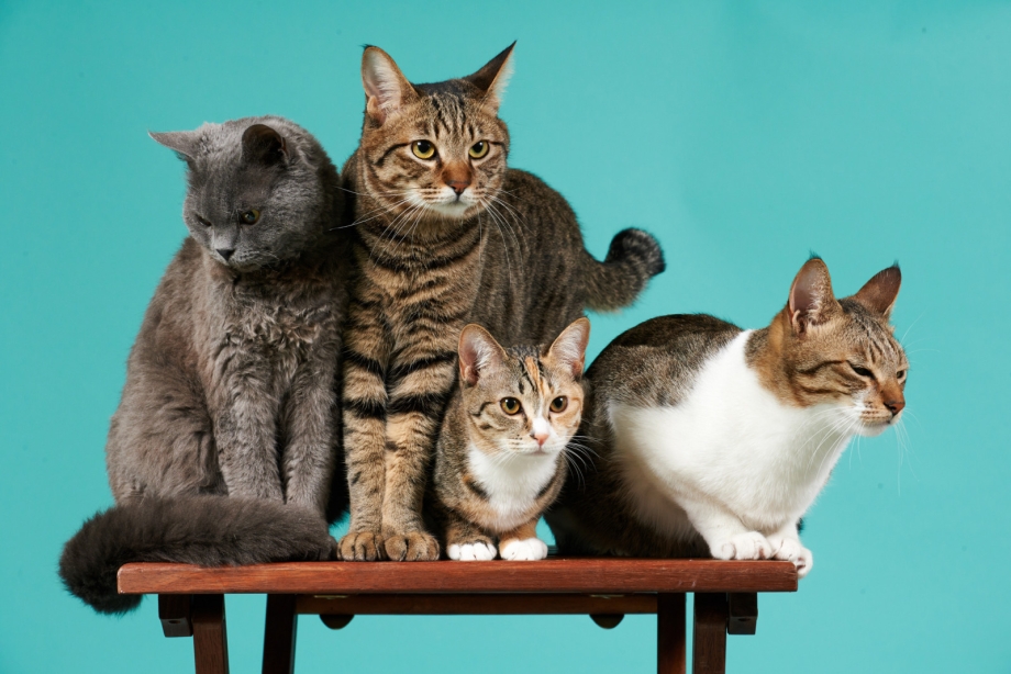 Кошка много ест