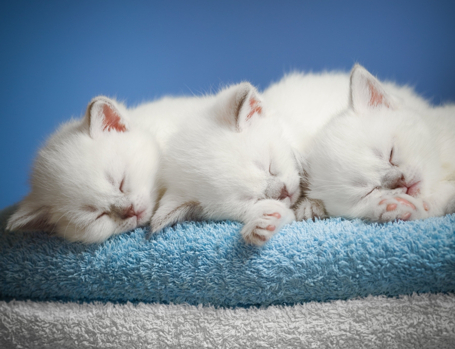 Много маленьких котят