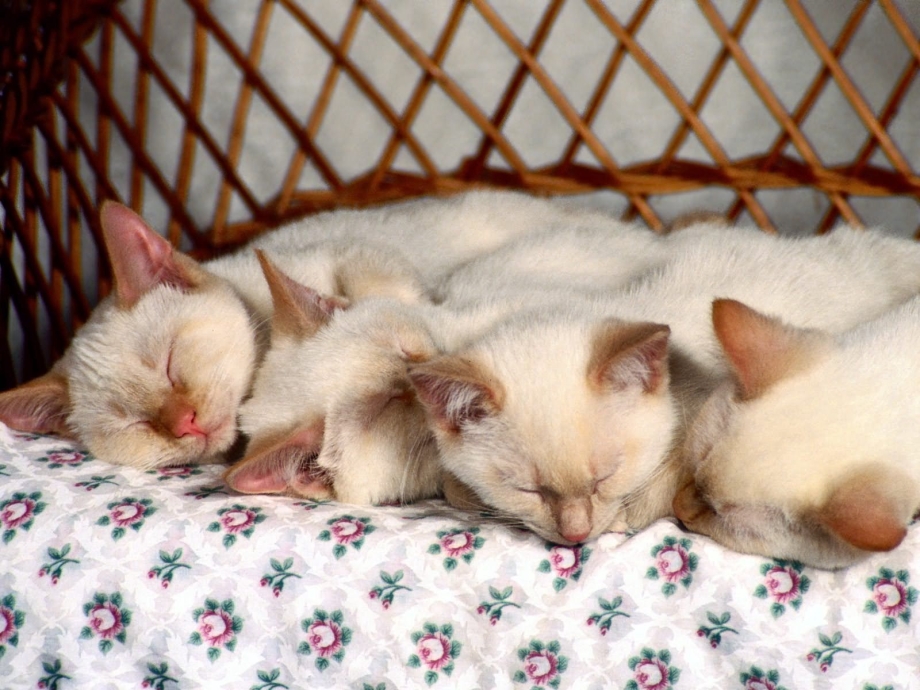 Много котят