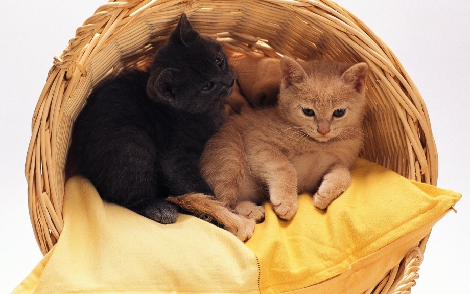 Много котов лежат