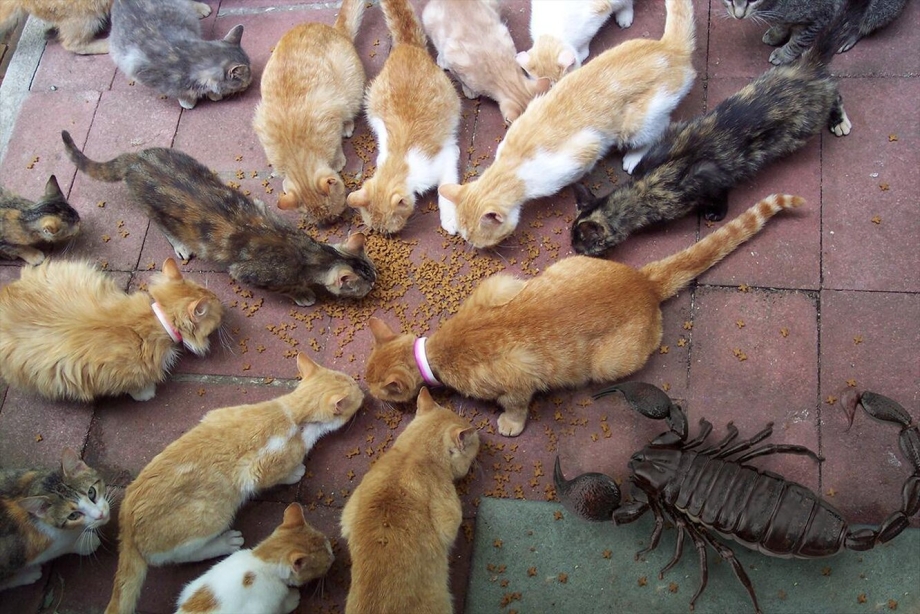 Эгейская кошка котята