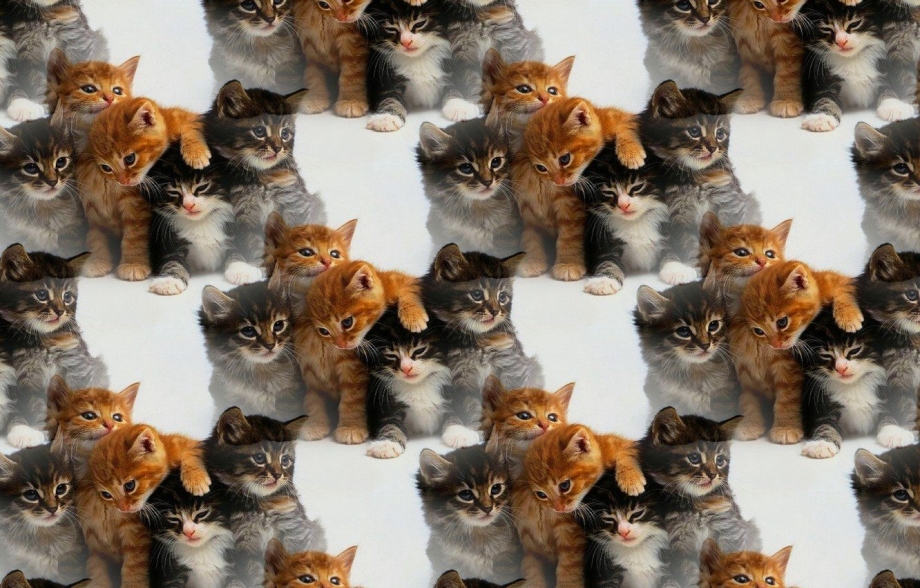Снятся котята и кошки