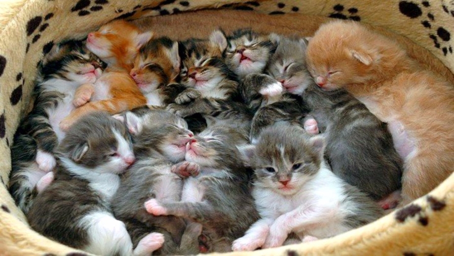 Много милых котят