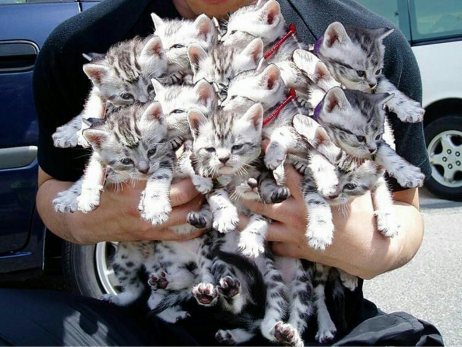Кошка с котятами