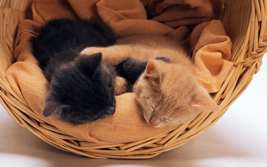 Много котят