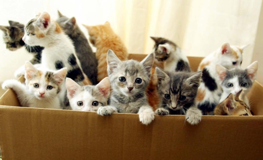 Маленькие котики