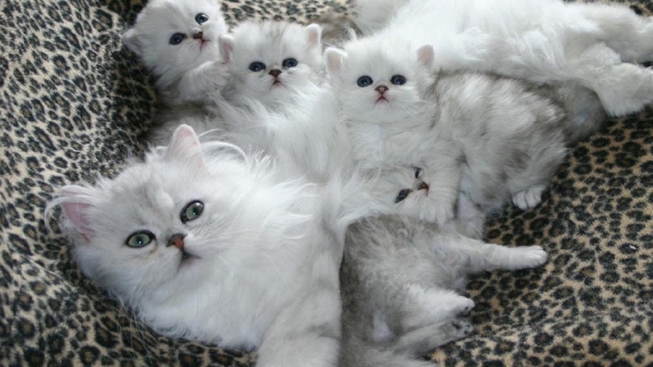 Котенок Башкирия