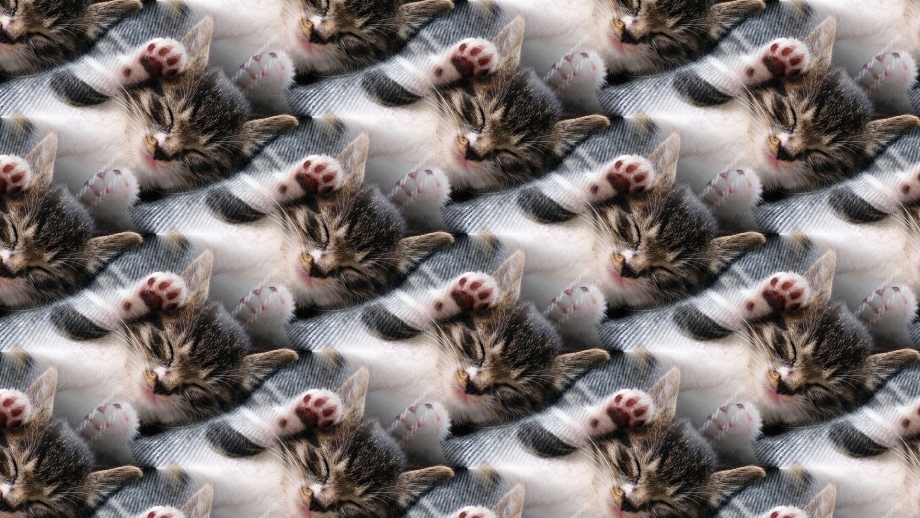 Букет из котов