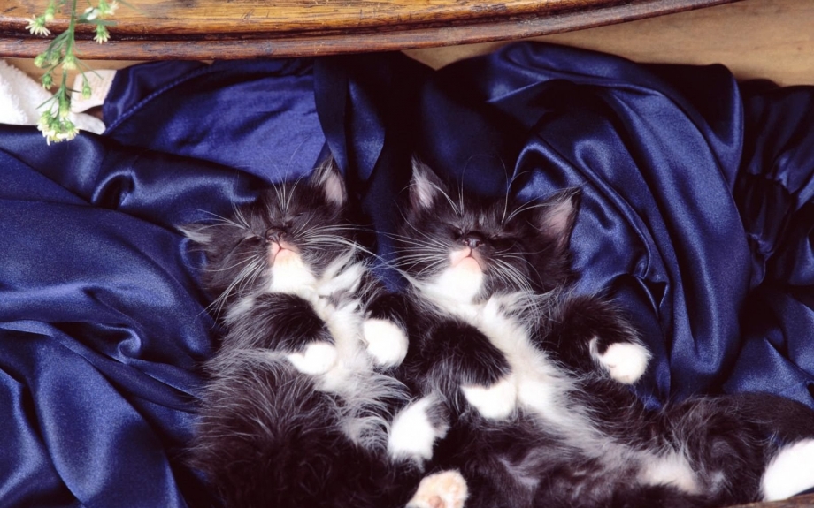 Рыжие котята в корзинке