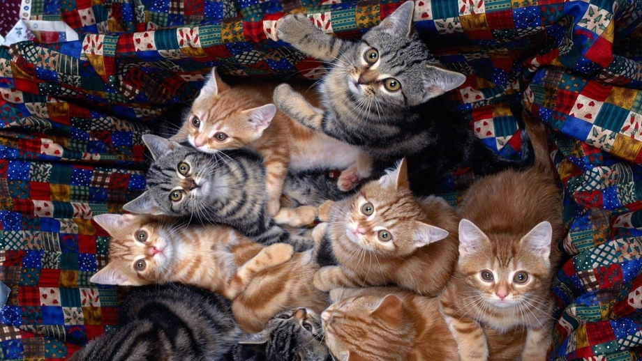 Много котят