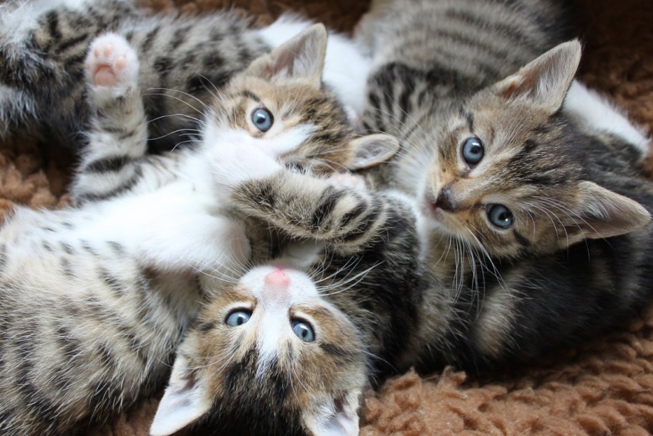 Кошка спит с котенком