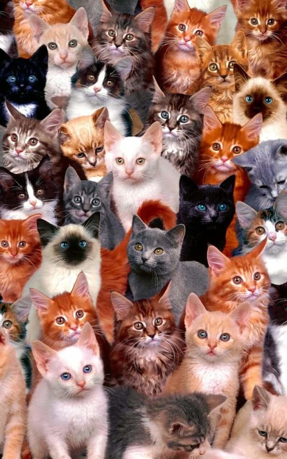 Куча котят