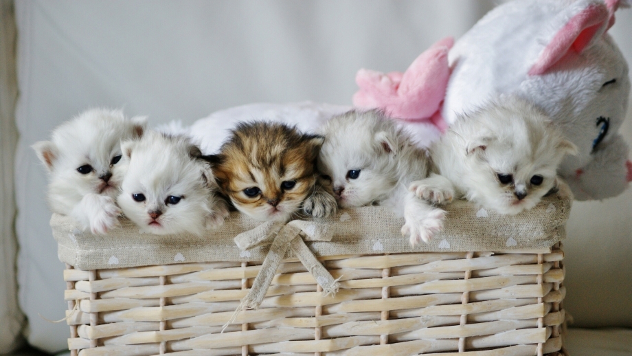 Котенок мнет лапками плед