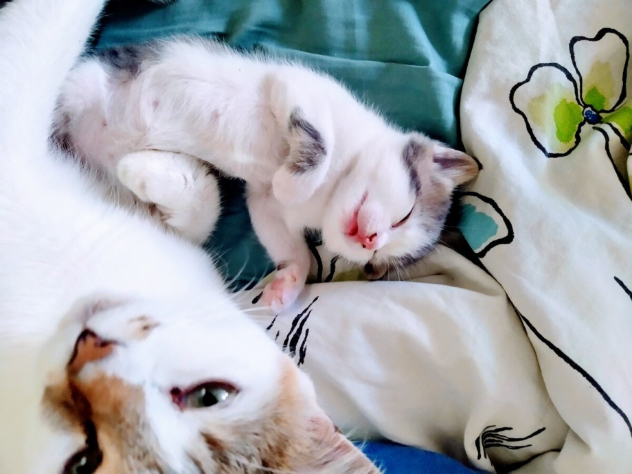 Много кошек