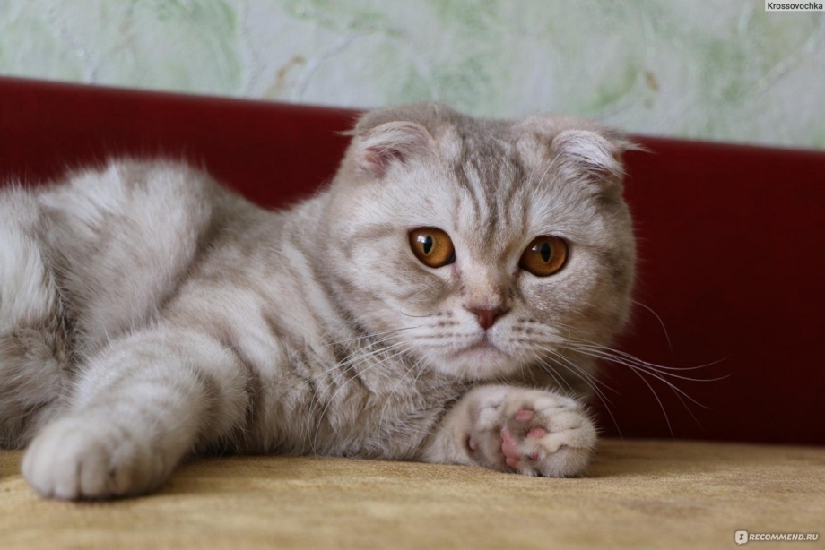 Скоттиш фолд мраморный