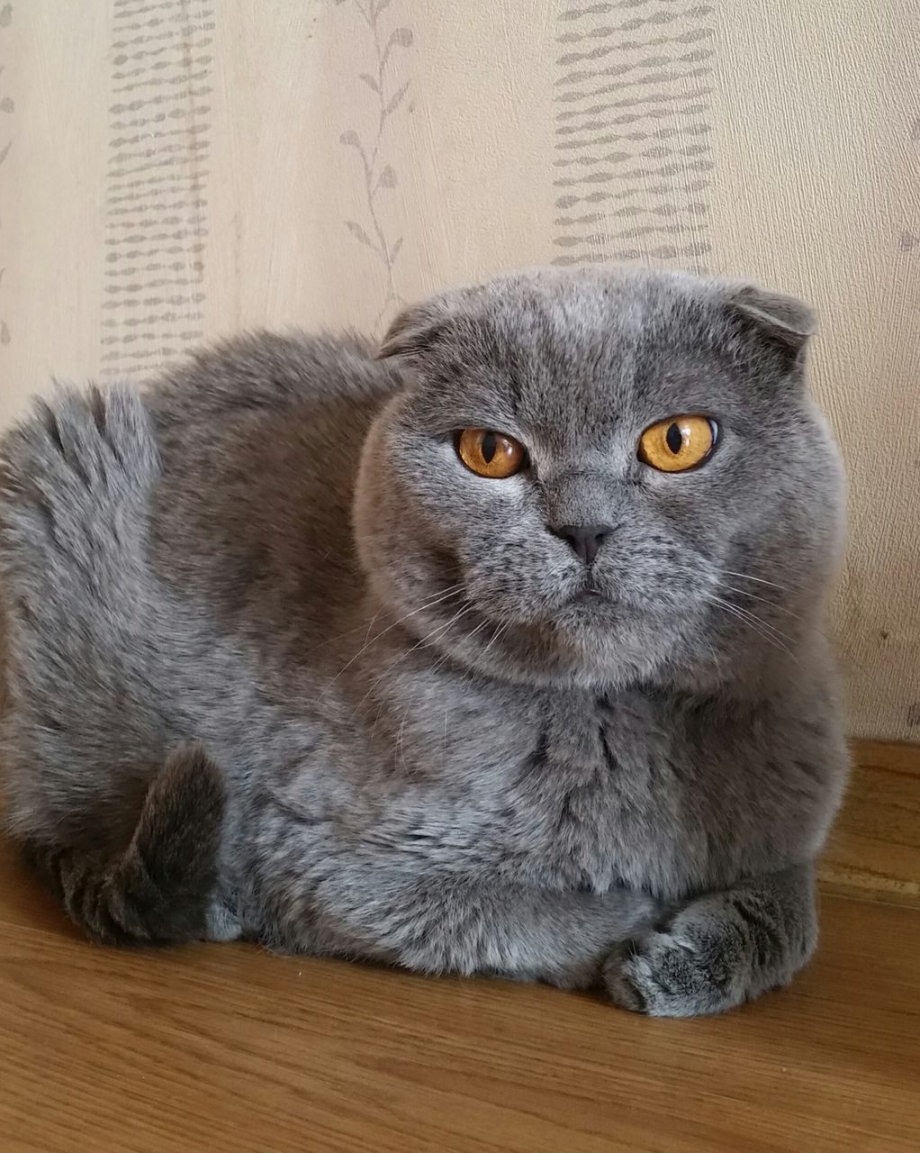 Скоттиш-фолд Шотландская