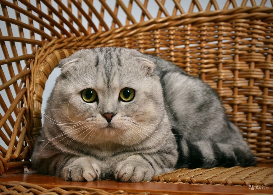Шотланская Веселуха кошка