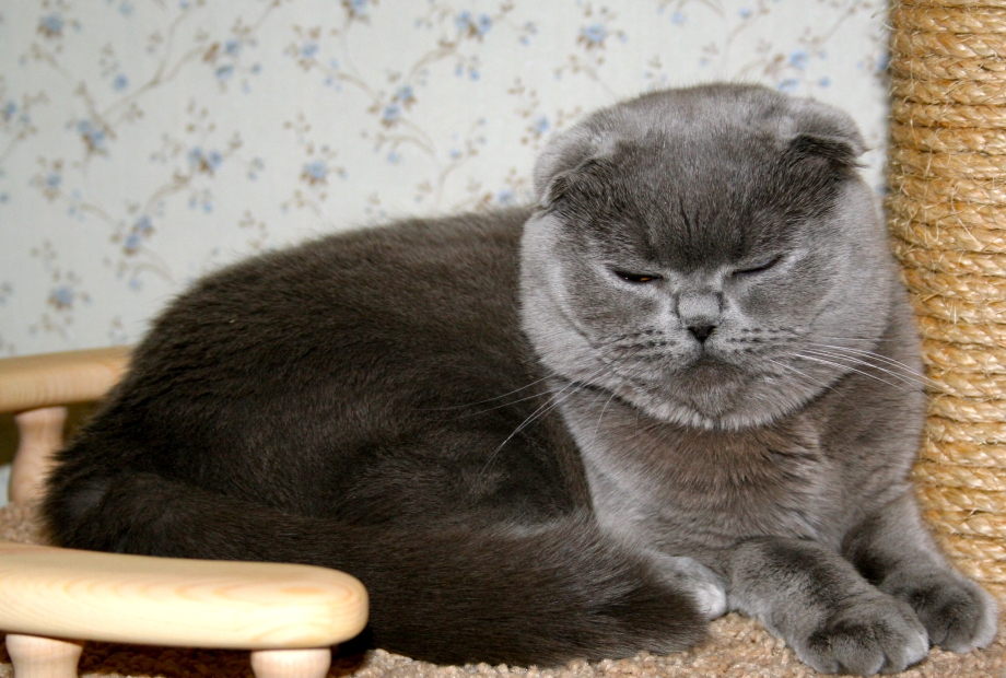 Шотландские вислоухие котята