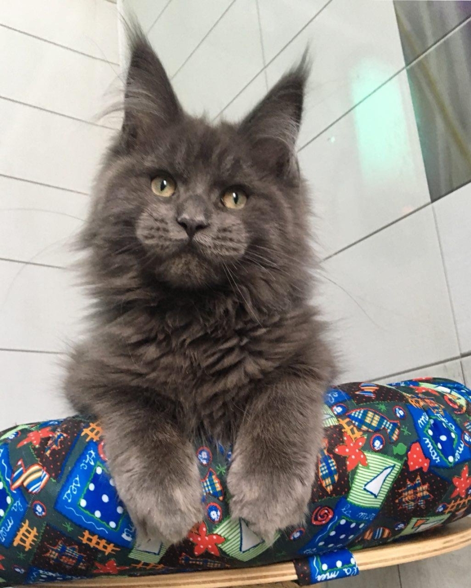 Мейн кун котята короткошерстные