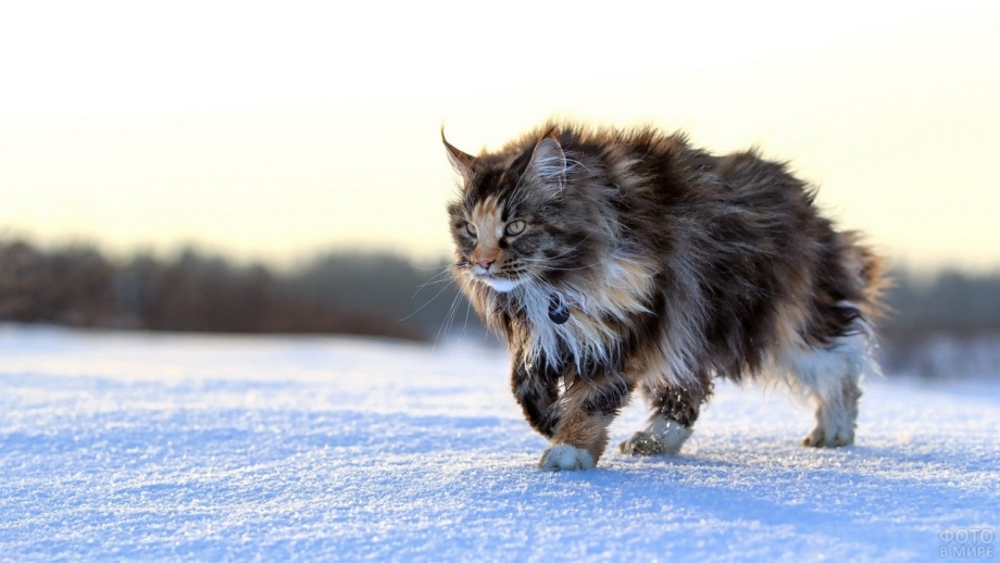 Норвежский Лесной кот