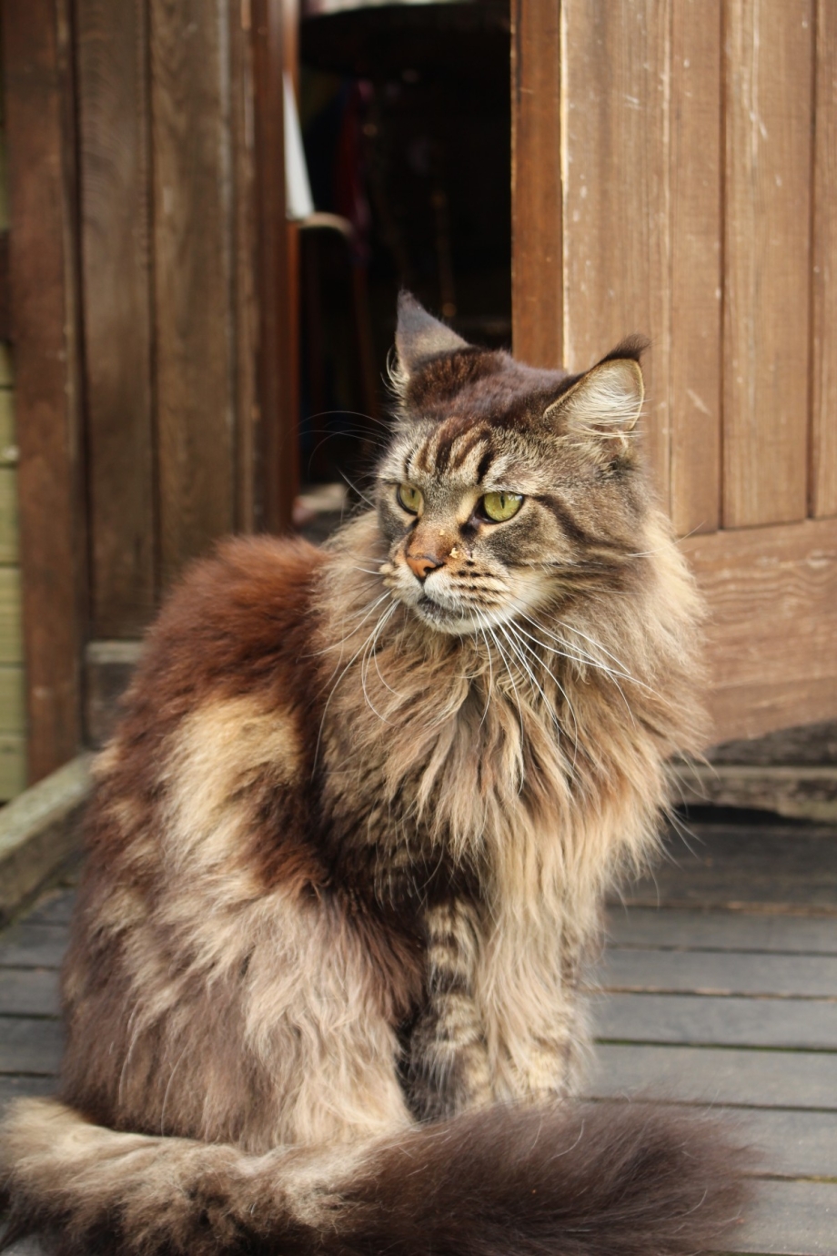 Норвежская длинношерстная Лесная кошка
