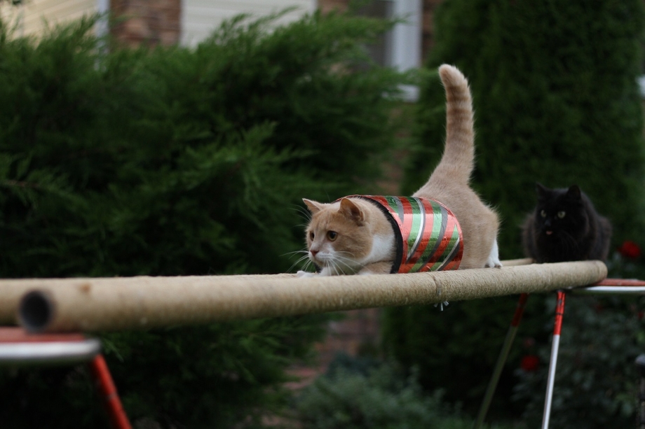 Дрессировка кошек