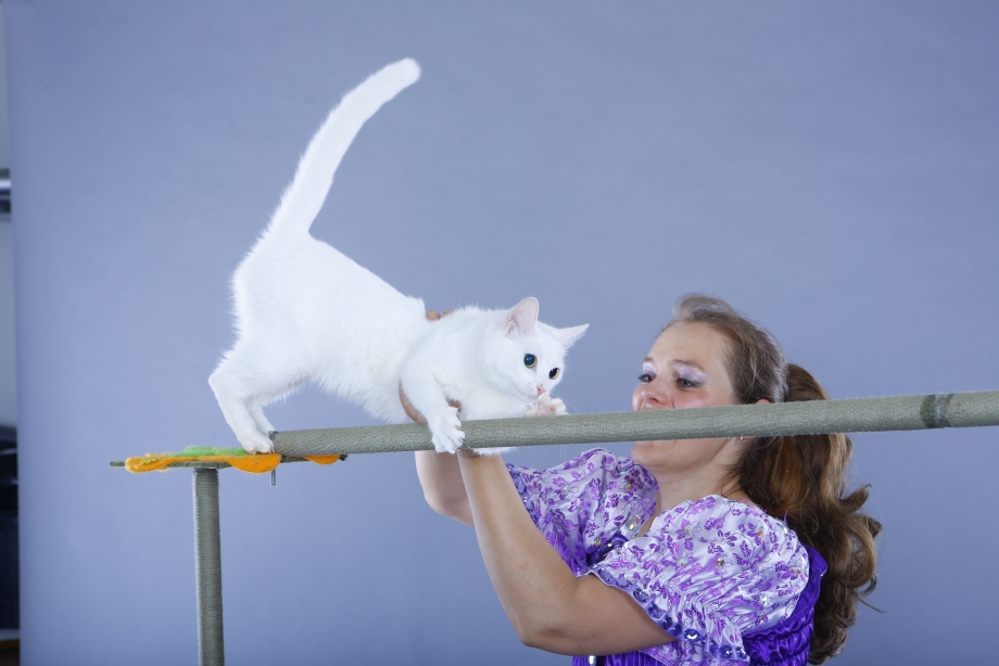 Дрессированные коты
