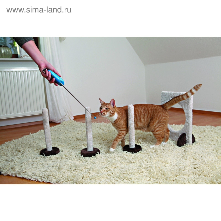 Коты в боевой стойке