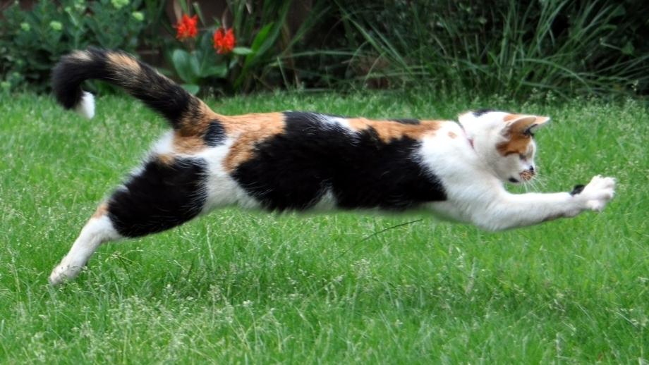 Кот pounce